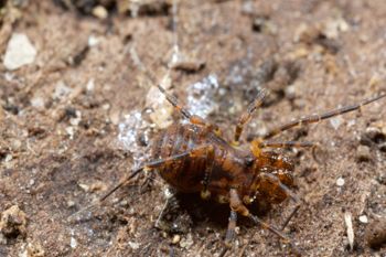 Media type: image;   Invertebrate Zoology 138139